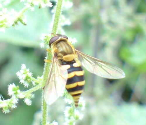 Syrphus sp.